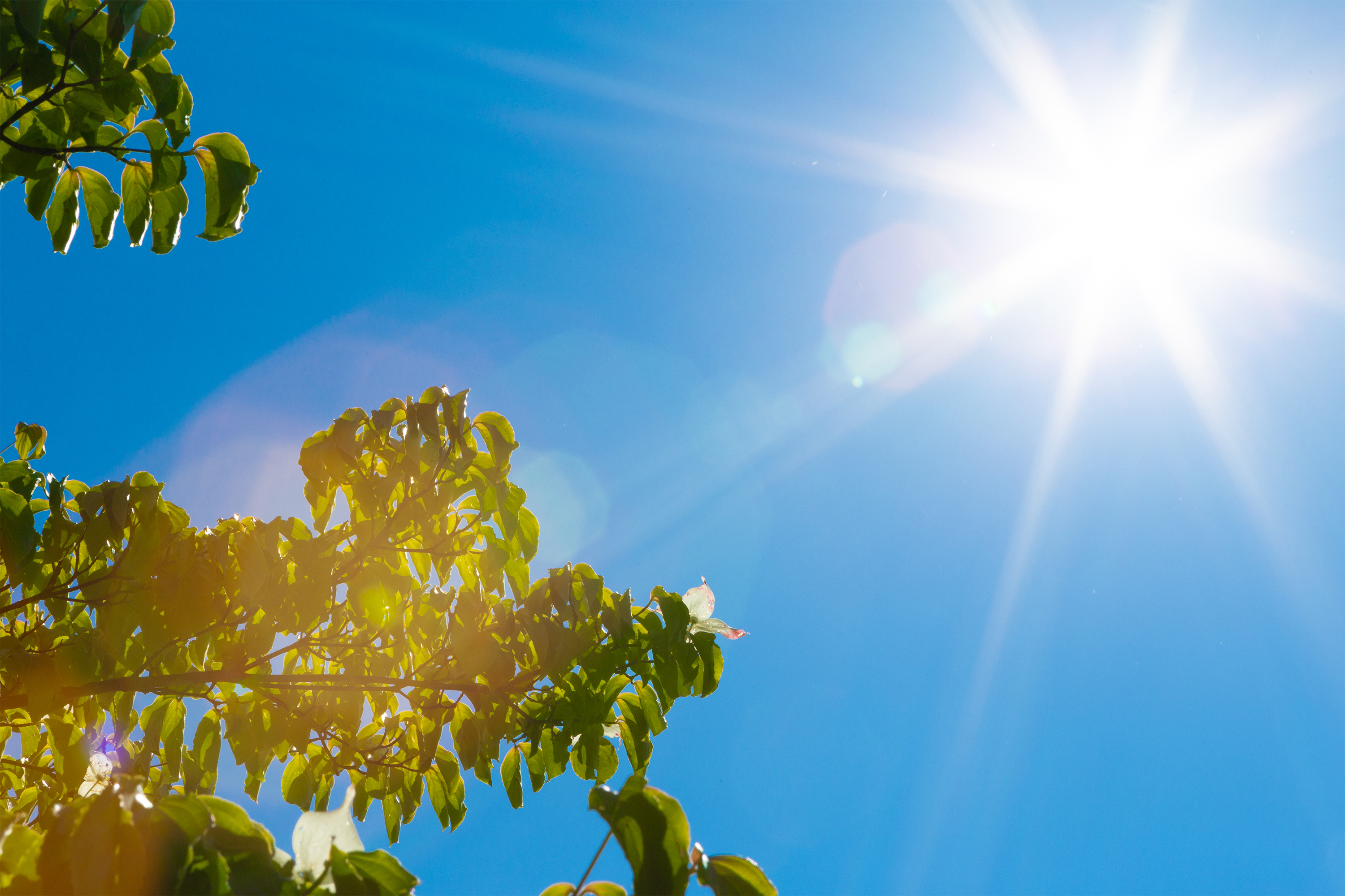 酷暑乗り切り緊急支援（国による電気料金の補助）について